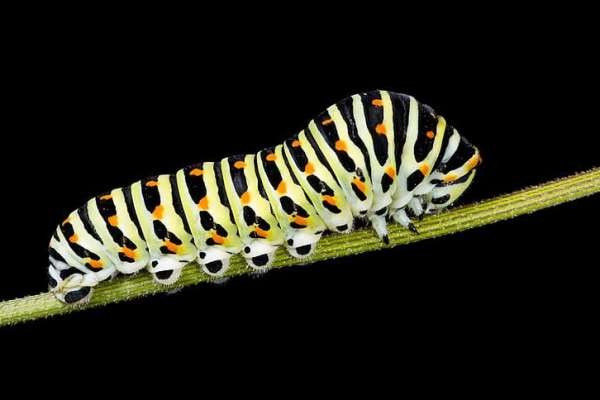 caterpillar thought the world was coming to an end,  so he turned  into a Butterfly